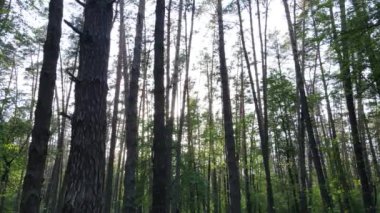 Çam ağaçlı yaz ormanı, yavaş çekim