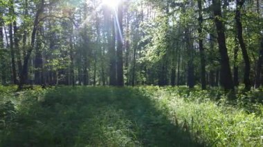 Çam ağaçlı yaz ormanı, yavaş çekim