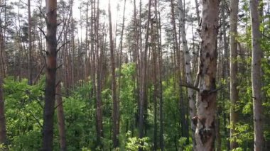 Çam ağaçlı yaz ormanı, yavaş çekim