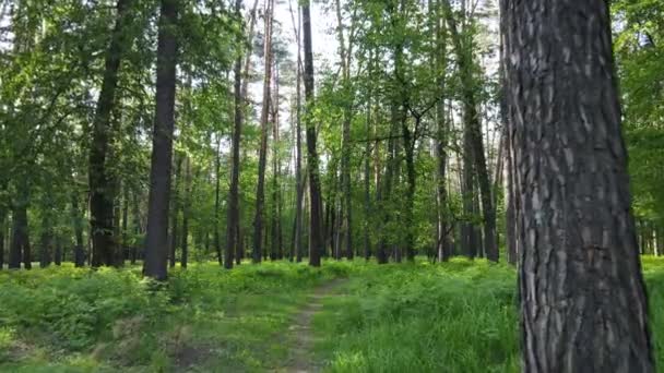 Bosque de verano con pinos, cámara lenta — Vídeos de Stock