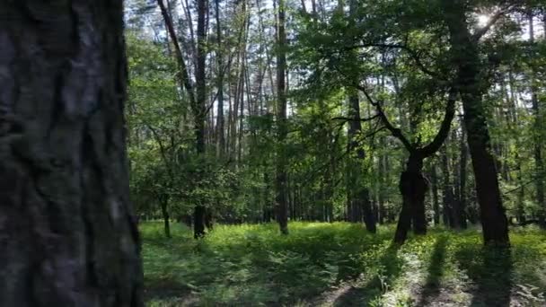 Letní les s borovicemi, zpomalený pohyb — Stock video