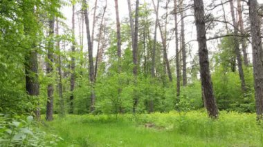 Çam ağaçlı yaz ormanı, yavaş çekim