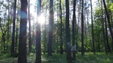 Çam ağaçlı yaz ormanı, yavaş çekim