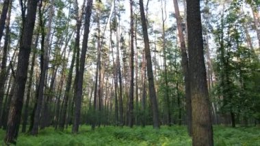 Çam ağaçlı yaz ormanı, yavaş çekim