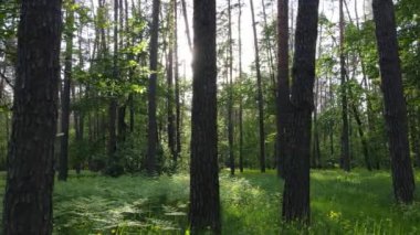 Çam ağaçlı yaz ormanı, yavaş çekim