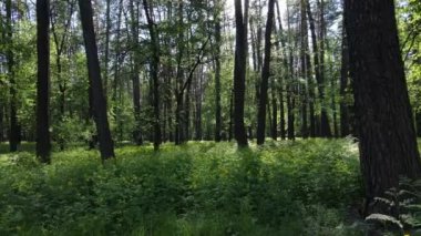 Çam ağaçlı yaz ormanı, yavaş çekim