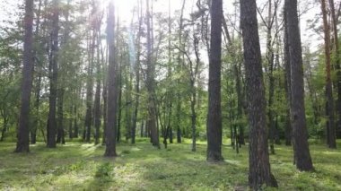 Çam ağaçlı yaz ormanı, yavaş çekim