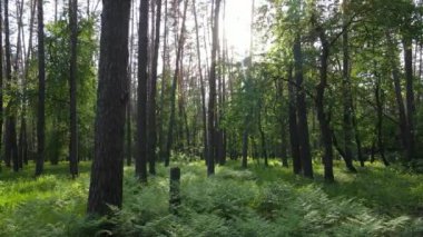 Çam ağaçlı yaz ormanı, yavaş çekim
