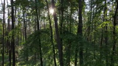 Çam ağaçlı yaz ormanı, yavaş çekim