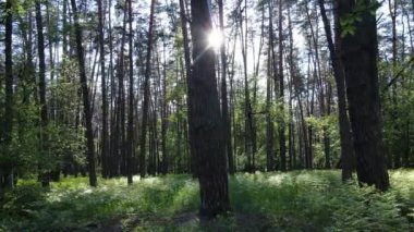 Çam ağaçlı yaz ormanı, yavaş çekim