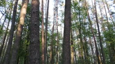 Çam ağaçlı yaz ormanı, yavaş çekim