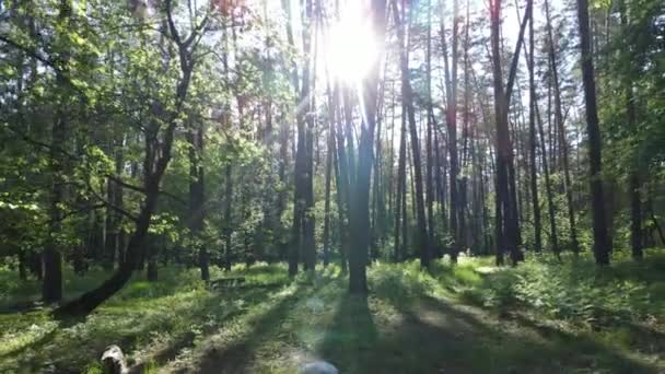 Floresta de verão com pinheiros, câmera lenta — Vídeo de Stock