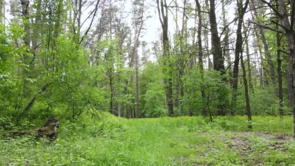 Bosque de verano con pinos, cámara lenta — Vídeos de Stock