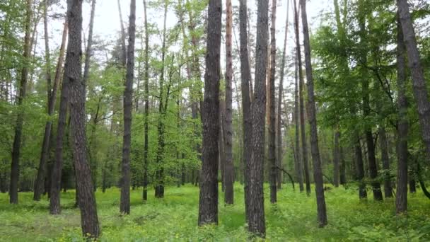 Summer forest with pine trees, slow motion — Stock Video