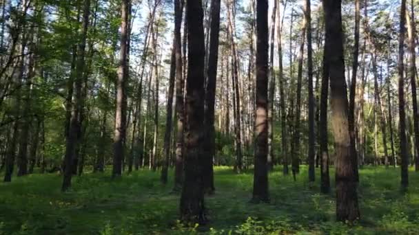 Summer forest with pine trees, slow motion — Stock Video