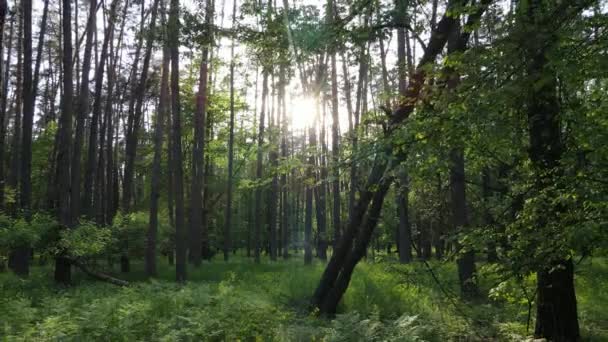 Καλοκαιρινό δάσος με πεύκα, αργή κίνηση — Αρχείο Βίντεο
