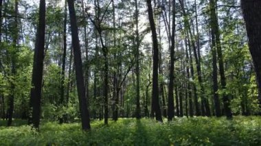 Çam ağaçlı yaz ormanı, yavaş çekim