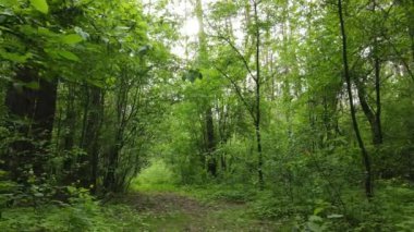 Çam ağaçlı yaz ormanı, yavaş çekim