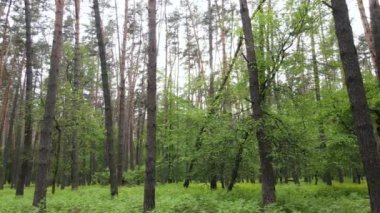 Çam ağaçlı yaz ormanı, yavaş çekim