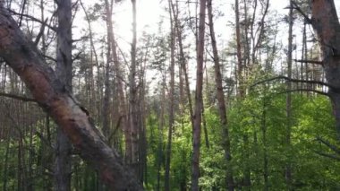 Çam ağaçlı yaz ormanı, yavaş çekim