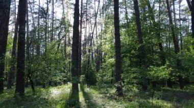 Çam ağaçlı yaz ormanı, yavaş çekim