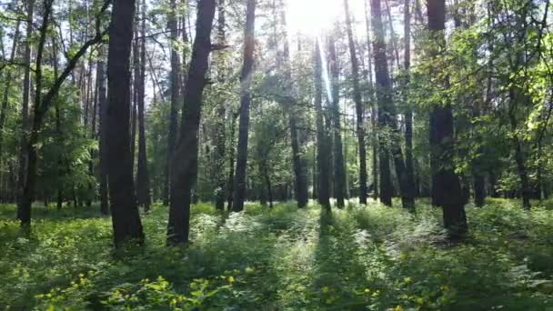 Летний лес с соснами, замедленная съемка — стоковое видео