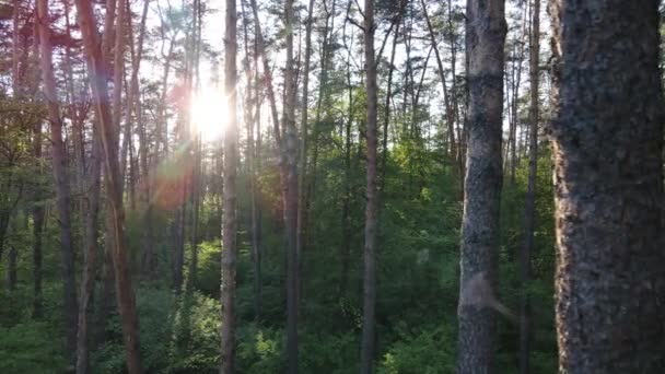 Letní les s borovicemi, zpomalený pohyb