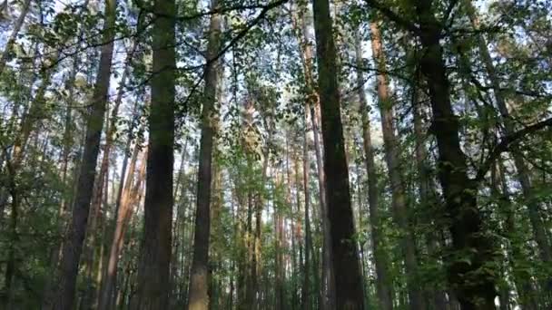 Floresta de verão com pinheiros, câmera lenta — Vídeo de Stock