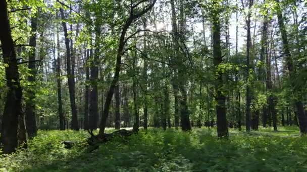 Forêt d'été avec pins, ralenti — Video