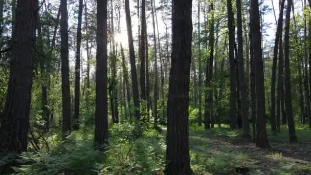 Sommerwald mit Kiefern, Zeitlupe — Stockvideo