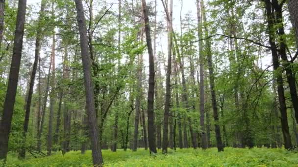 Bosque de verano con pinos, cámara lenta — Vídeos de Stock