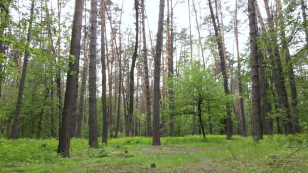 Summer forest with pine trees, slow motion — Stock Video