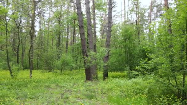 Nyári erdő fenyőfákkal, lassított felvétel — Stock videók