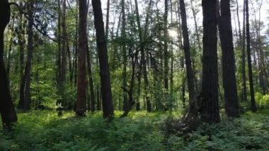 Bir yaz gününde vahşi orman manzarası