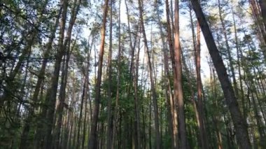 Bir yaz gününde vahşi orman manzarası