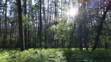 Bir yaz gününde vahşi orman manzarası