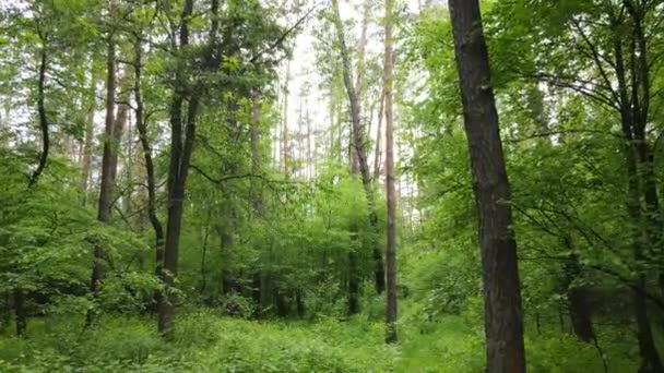 Paisaje forestal salvaje en un día de verano — Vídeos de Stock