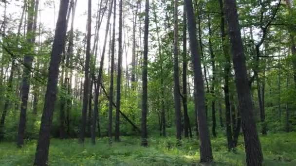 Дикий лісовий пейзаж на літній день — стокове відео