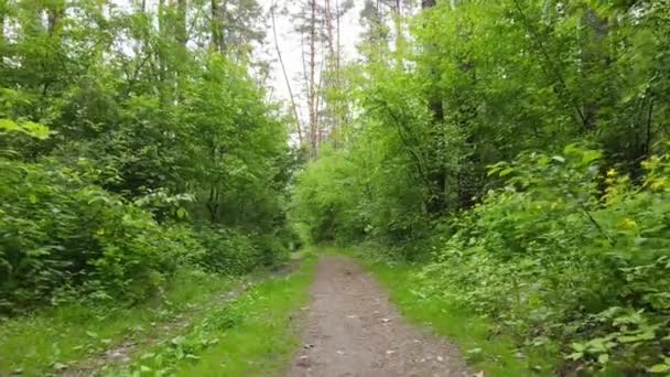 Dziki krajobraz leśny w letni dzień — Wideo stockowe