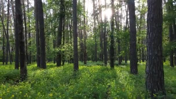 Paesaggio forestale selvaggio in una giornata estiva — Video Stock