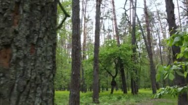 Bir yaz gününde vahşi orman manzarası