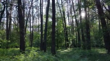 Bir yaz gününde vahşi orman manzarası