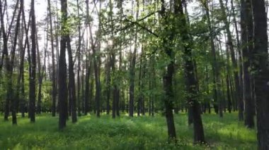 Bir yaz gününde vahşi orman manzarası