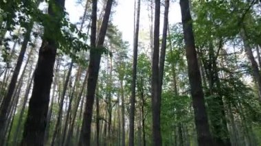 Bir yaz gününde vahşi orman manzarası