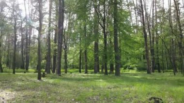 Bir yaz gününde vahşi orman manzarası