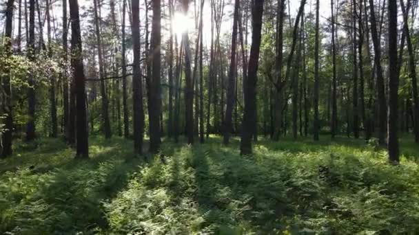 Wild forest landscape on a summer day — Stock Video