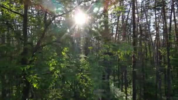 Paisaje forestal salvaje en un día de verano — Vídeos de Stock