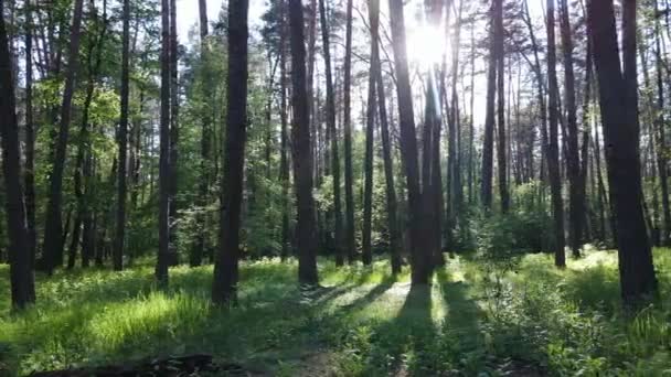 Vilda skogslandskap en sommardag — Stockvideo