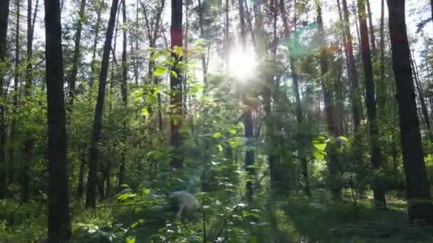 Vilda skogslandskap en sommardag — Stockvideo