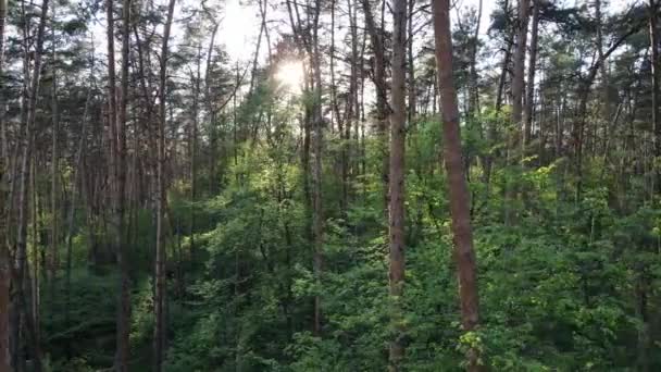 Wild boslandschap op een zomerdag — Stockvideo